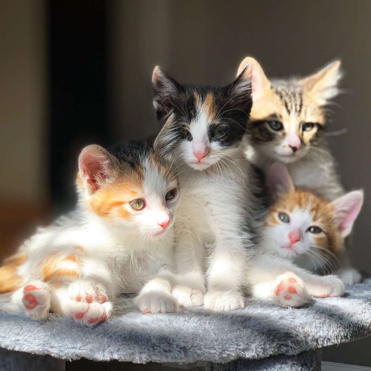 Coming soon ....Kittens Kittens and more Kittens!  Fill out an application at feralfriends.org/adopt/ or email us with questions at info@feralfriends.org