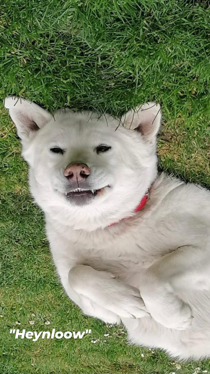 Dogs are too wholesome for my wee heart to cope with.