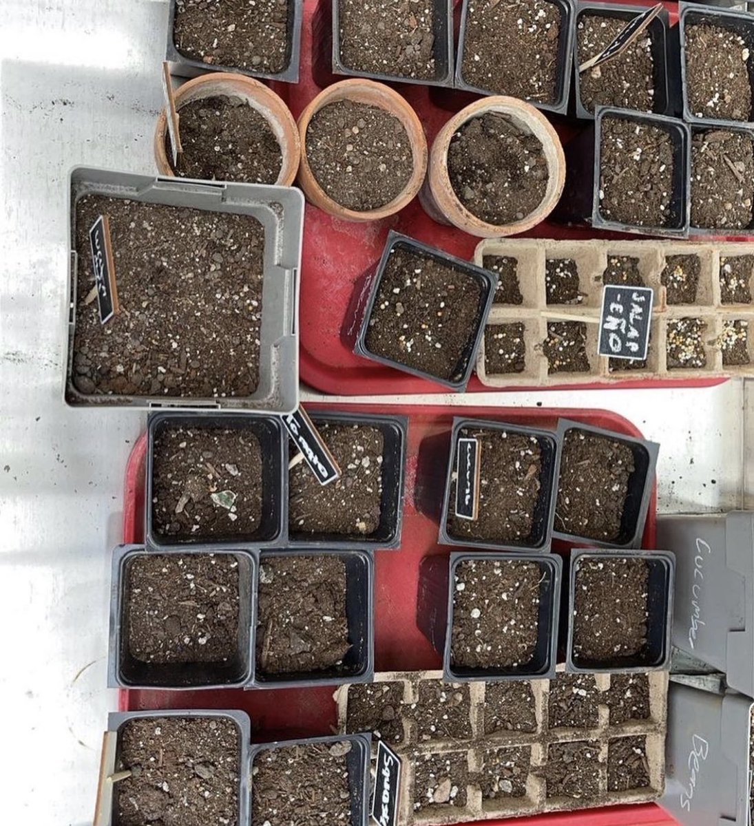 StudentsforJus2's tweet photo. first time planting for our community garden ! https://t.co/oA674JVI7K