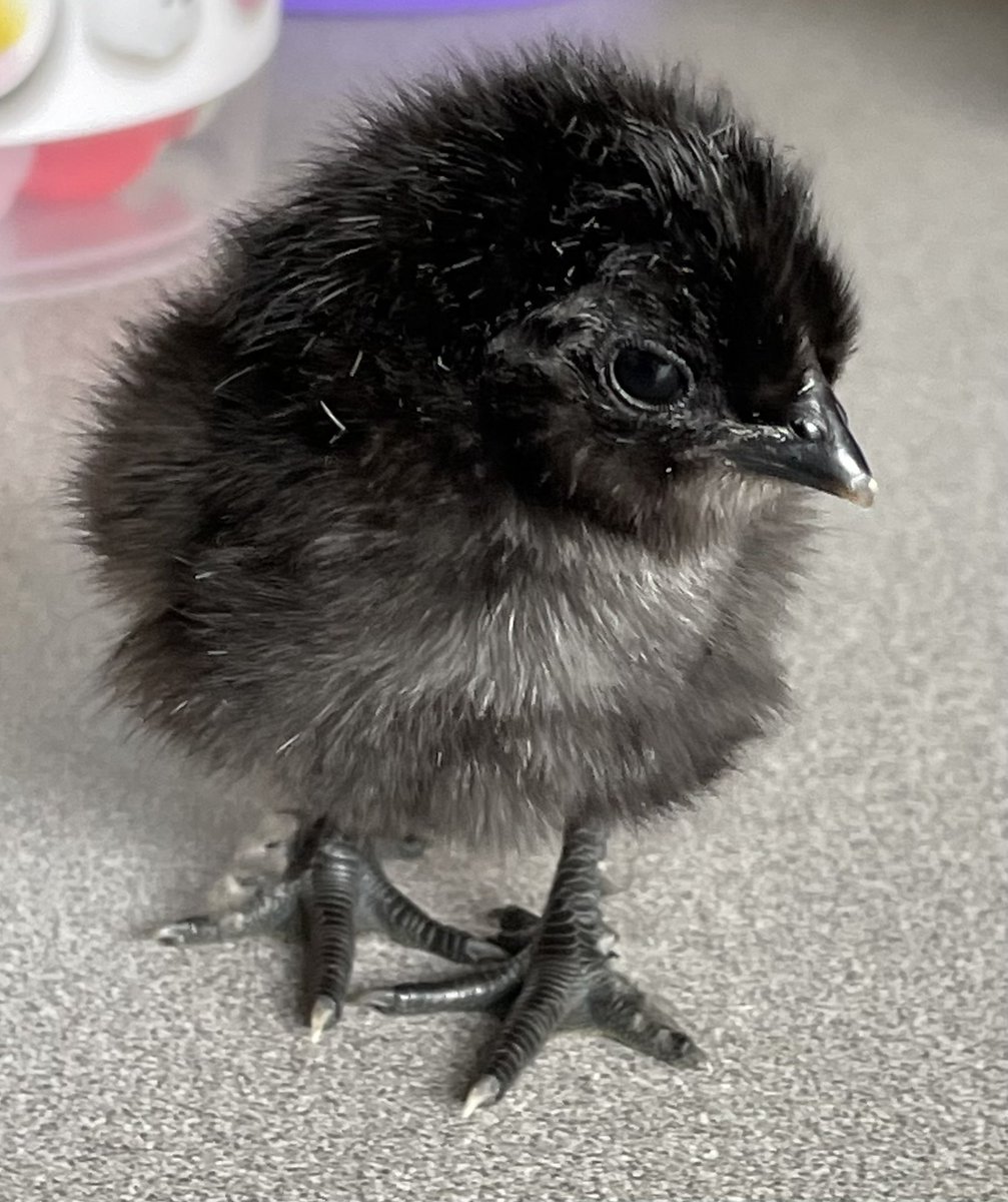 Had an awesome day in 3rd grade with the arrival of our first chicken hatching. Meet Cinco de Mayo. <a href="/SouthernTiogaSD/">Southern Tioga SD</a> <a href="/BlossburgElem/">Blossburg Elementary</a> #embryology #3rdgrade #teacherlife