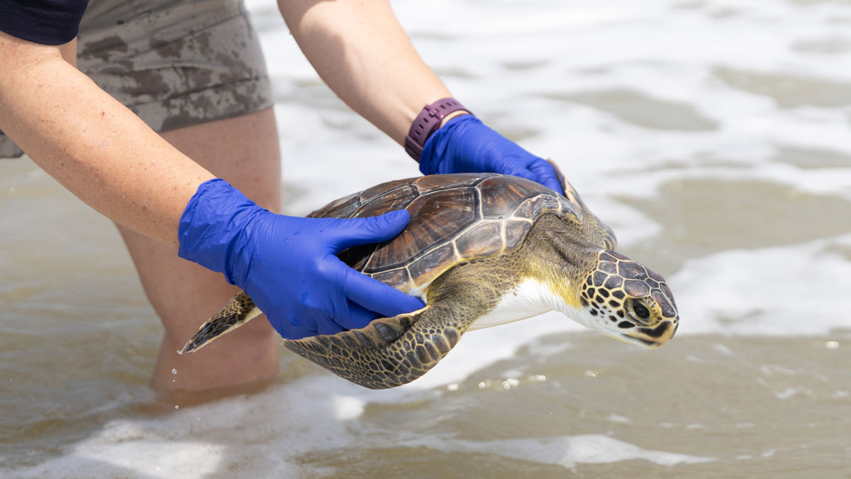 NatlAquarium's tweet image. Earlier this week, four Kemp's ridley and two green sea turtles were medically cleared and released off the coast of North Carolina! These turtles were found cold-stunned along Massachusetts' coast and have been cared for by the Animal Health and Rescue teams since November 2020.