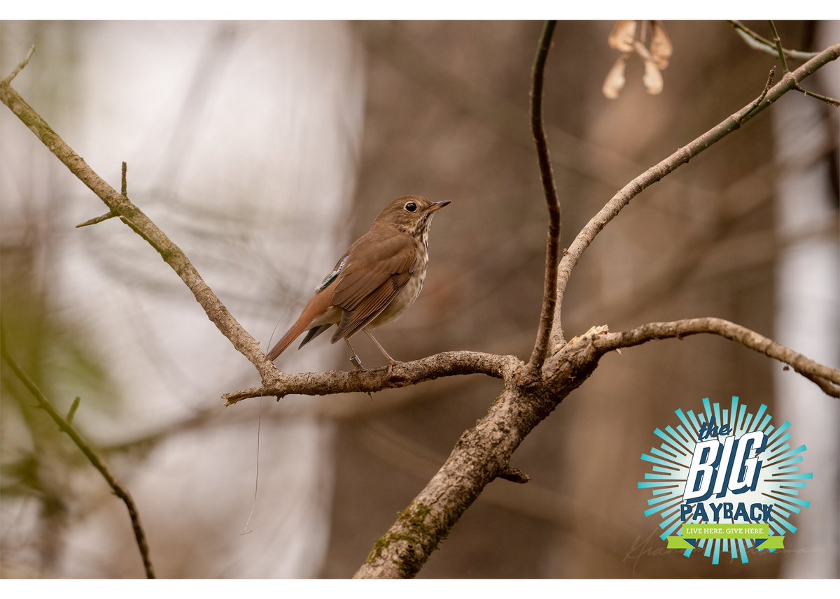 Donate through the Big Payback and watch your gift take flight; up to $12,500 will be matched by the Barbara J. Mapp Foundation in support of our B.I.R.D. program. Protect the birds, #ProtectWarnerParks. 
thebigpayback.org/index.php?sect…