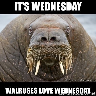 WednesdayWalrus's tweet photo. https://t.co/zihB7NDWDp