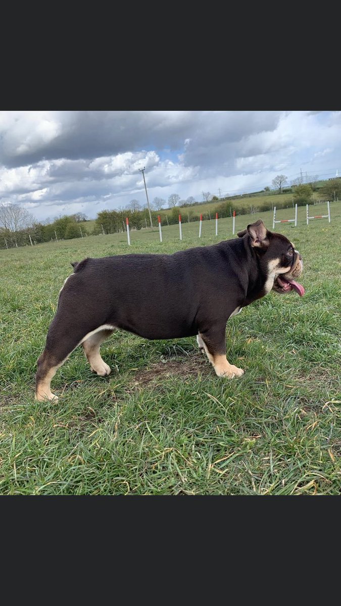 stephy_alice's tweet photo. 5 months old what a little tank 👊👊 https://t.co/HFIpyya2v0