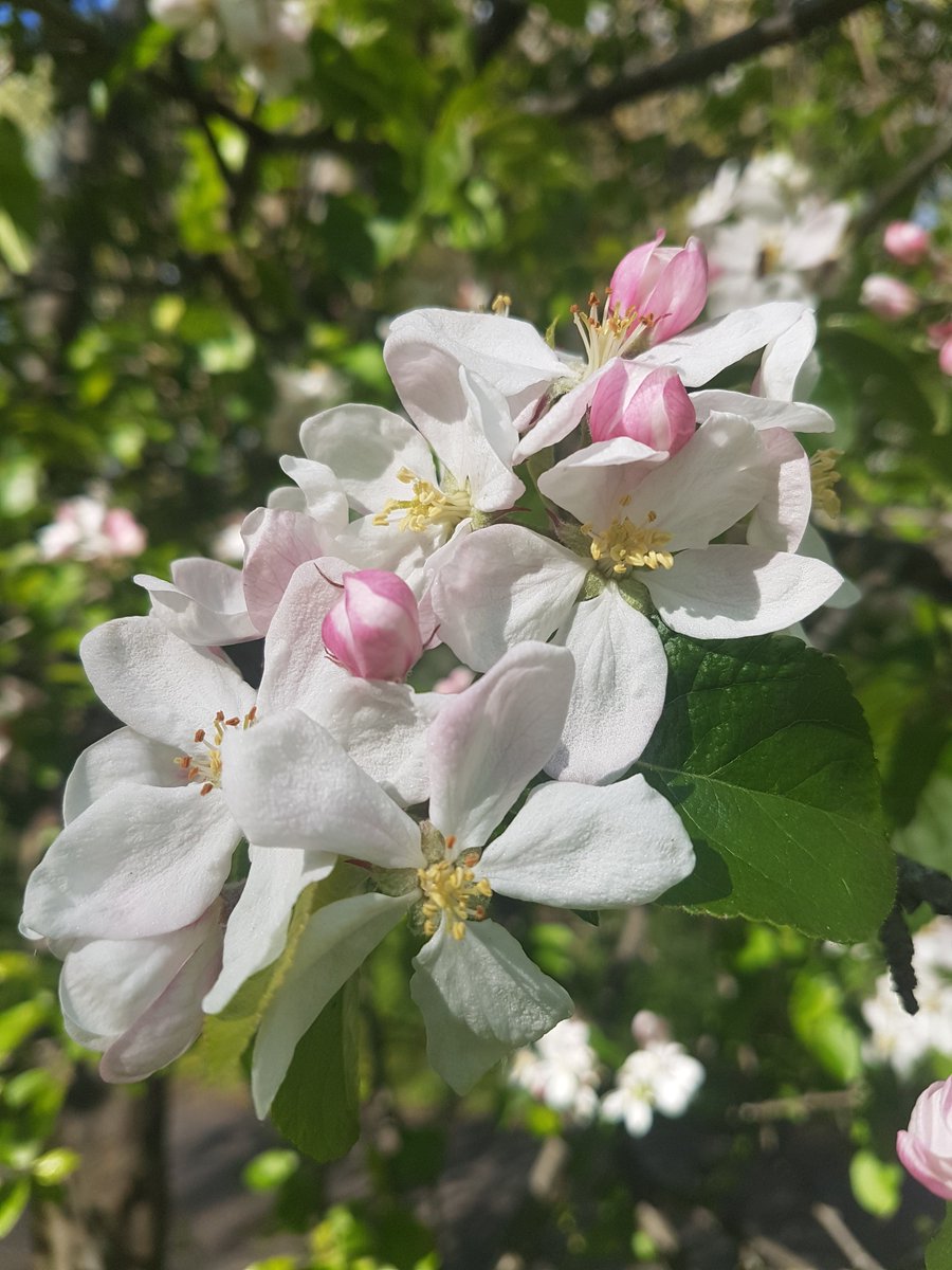 Gill_Briggs's tweet photo. I think it's the coldest spring I can remember?! But it's still beautiful. 
 #blossom #glorysoak  #creationdeclares #grateful #allisgrace https://t.co/9dO1pzWpWS
