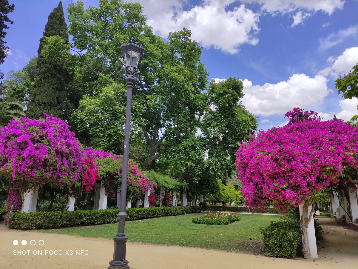 aidaplat's tweet photo. #ParqueMariaLuisa #Sevilla #SpringinSeville #SpringCOLORS #CityNatureChallenge2021 https://t.co/bg8AXYfLAK