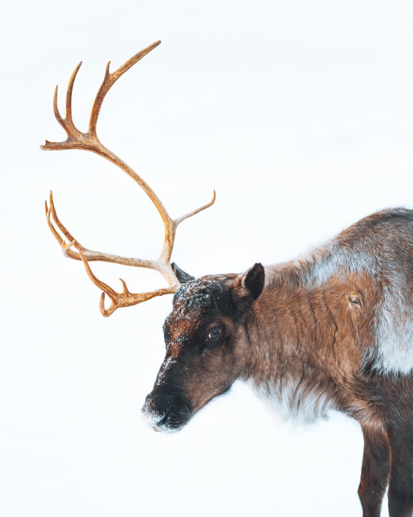 the most beautiful caribou with 1 antler. Before &amp; After 🧡
