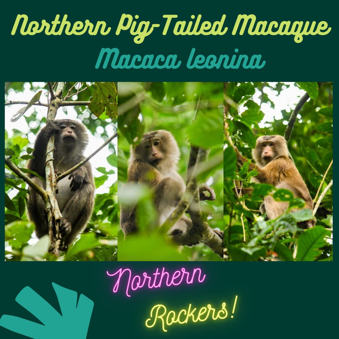 2. The rockstar aka 'northern pig-tailed macaque' also distributed in Northeast IndiaPC:  @Ishikamacaca