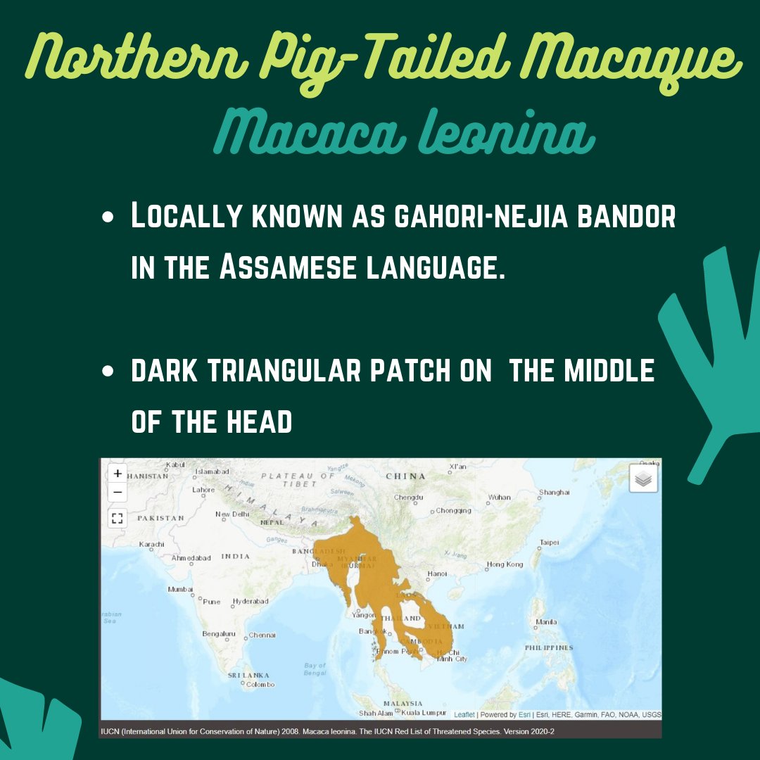 2. The rockstar aka 'northern pig-tailed macaque' also distributed in Northeast IndiaPC:  @Ishikamacaca