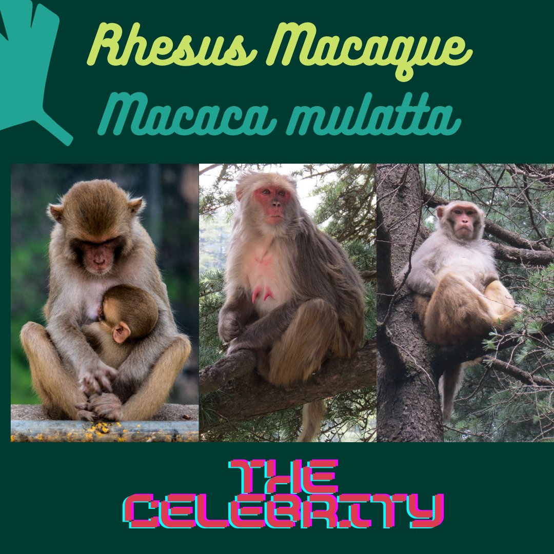3. And the badass ( #VitoCorleone) of the macaque world 'Rhesus macaque' PC:  @Ishikamacaca and  @arekarkunalD