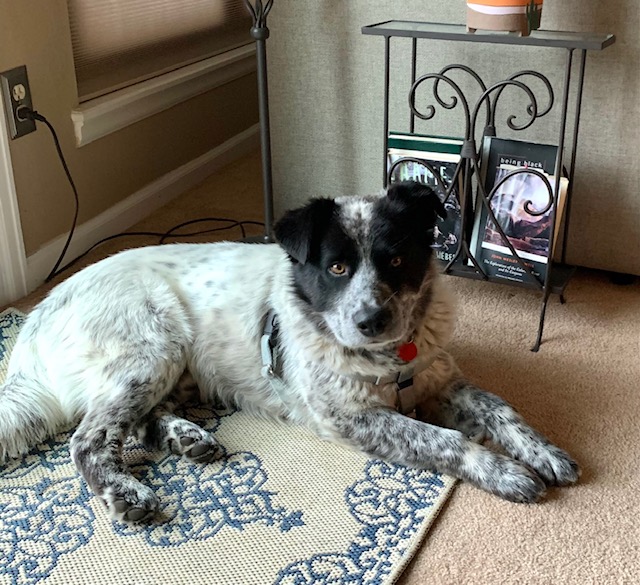 SummitDogRescue's tweet photo. Needs foster/adopter: Meet Finn, who would love a hiking buddy, a confident dog friend, active but quiet home life with structure/routine. He's smart, sensitive and takes awhile to warm up, but once he does, he's a great cuddler! https://t.co/kxfm3Guwd7 #rescuedogs #coloradodogs https://t.co/2SVafUJFZa