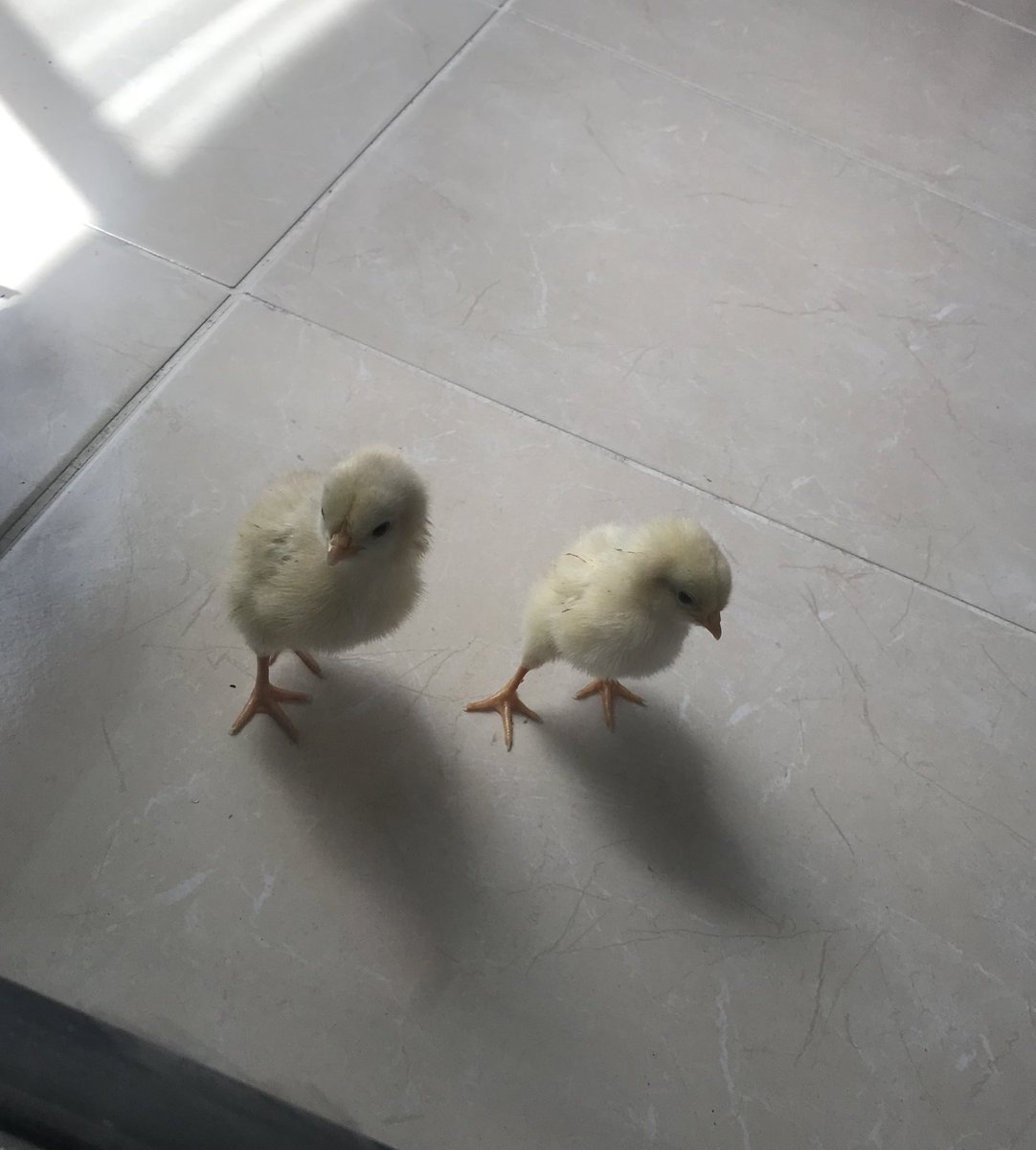 Agalarla volta atıyoruz