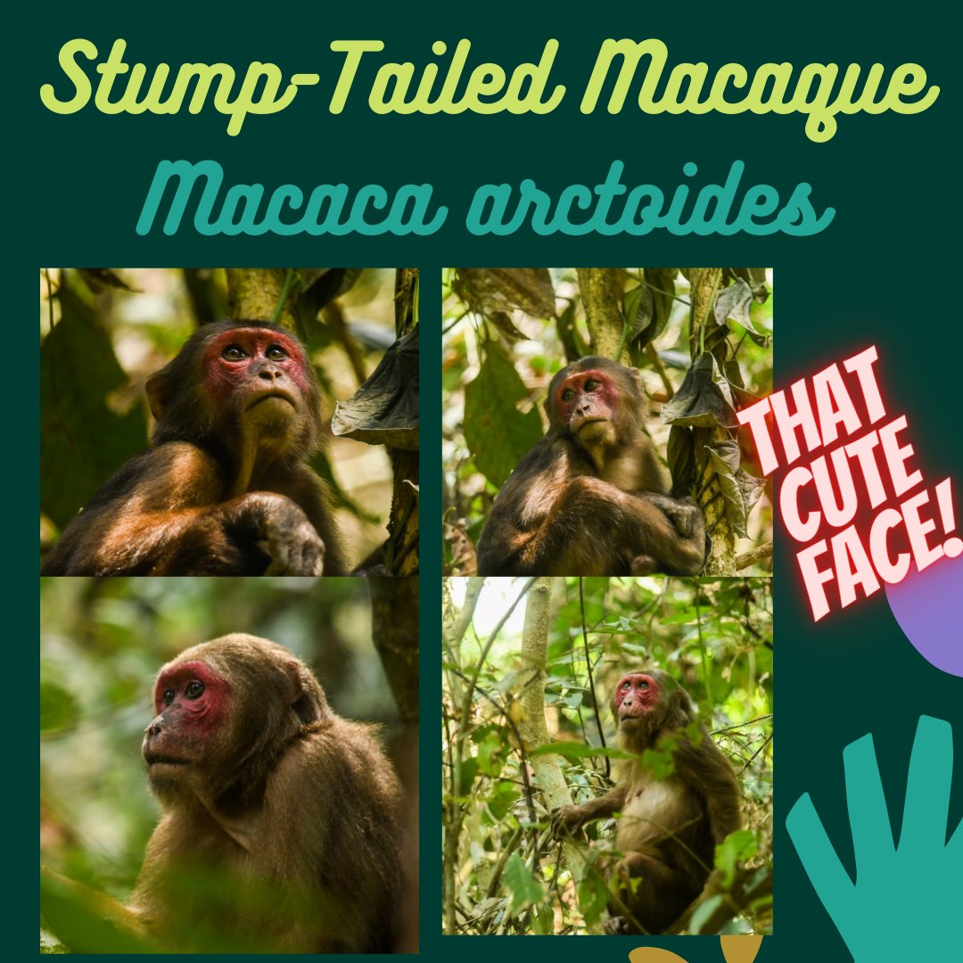 It's  #internationalmacaqueweek and everyday we will highlight different macaque species found in India  #Indianprimates  #macaques *PS: All the distribution maps are taken from the IUCN website1. The cute face aka 'stump-tailed macaque' found in Northeast IndiaPC:  @Ishikamacaca