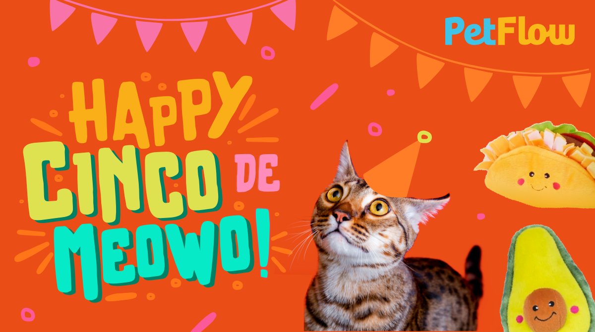 #CincodeMayo isn't just a human holiday... it's Cinco de Meow-o for #cats too! 🍹 🌮 🥑