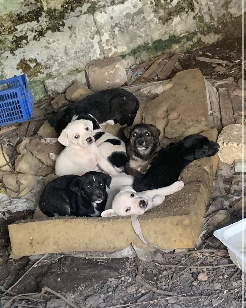 AriaAngi's tweet photo. Se possiamo, aiutiamo questi piccoli amici. Fate girare🙏🏻🐶
#giordanaangi #adottauncane #adozione #famiglia #casa 

⚠️URGENTE⚠️
CERCHIAMO UN POSTO PER METTERE AL SICURO QUESTI 7 CUCCIOLI RITROVATI IN UNA CAMPAGNA!

https://t.co/Wcq2k9ly5J https://t.co/ddo6CQYm7Y