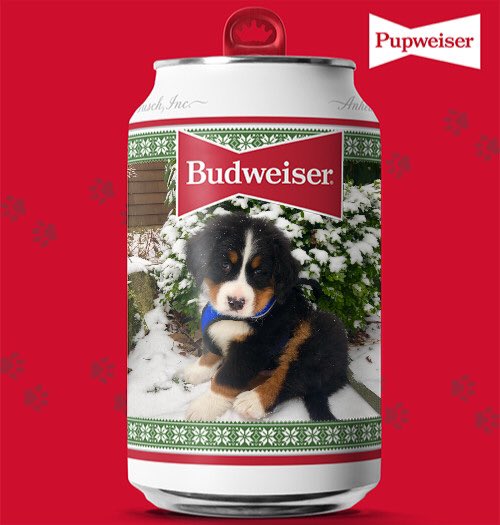 betsynilan's tweet image. Charlie at 8 weeks! #PupweiserContest @budweiserusa