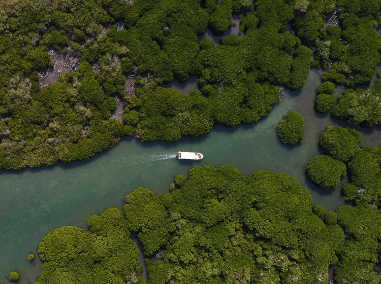 ¿Y si os cuento que esto es Arabia Saudita?
Pues es la provincia de Jizán, en el extremo sur del pais árabe, a orillas del Mar Rojo y es el lugar de hibernación de buena parte de las aves migratorias de Europa.
El mundo está lleno de sorpresas verdes.💚🌿☄️