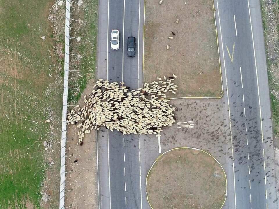 fhinksleem96's tweet photo. Herding sheep across the highway in Turkey....Barka da shan ruwa Hamma @Pastoralist1 https://t.co/Q4RB2zCOKt