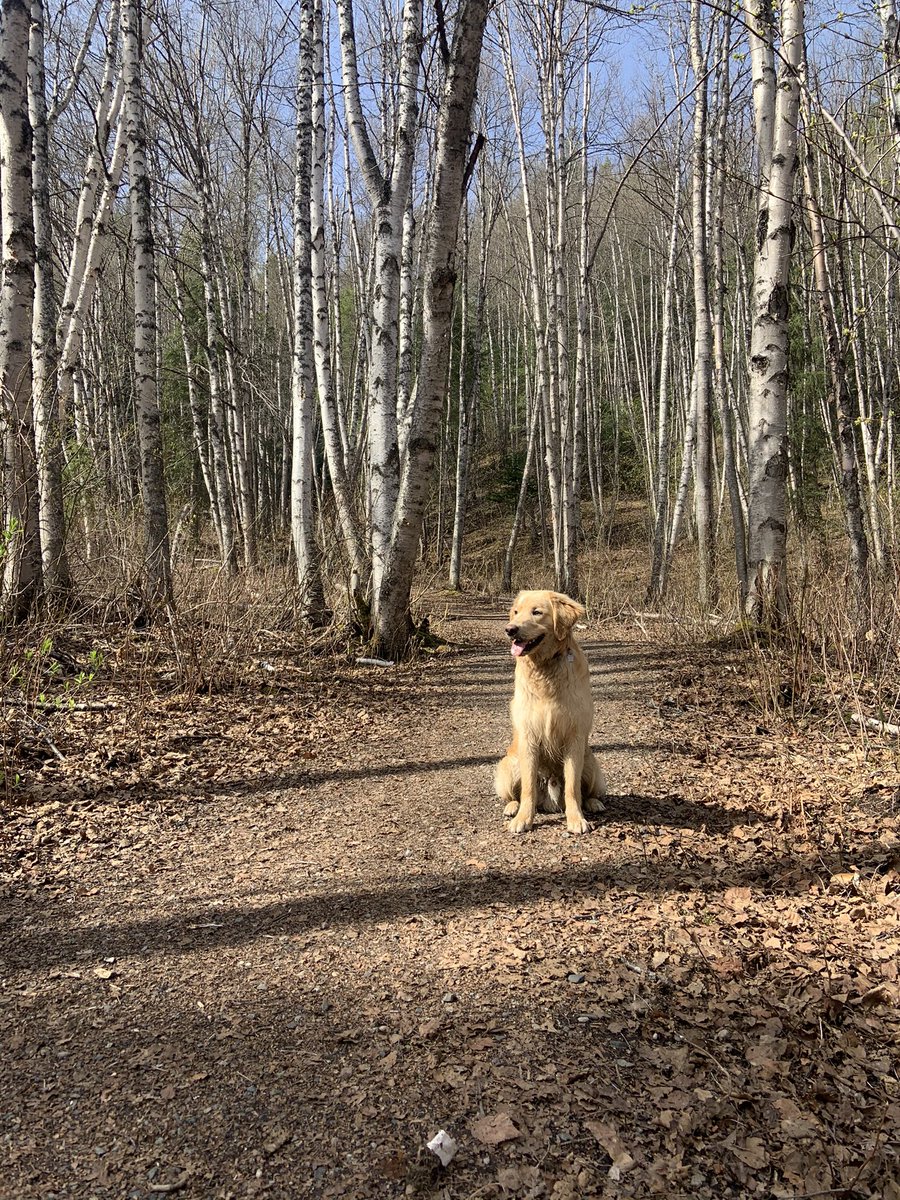 #WalkingCurriculum Day 3, I got outside and went for a run in the trees!  It’s amazing how long the roots of these trees have been growing here... for myself growing up in Prince George I continue to grow my roots here— especially as an educator #unbced #EDUC490 #feelingrooted