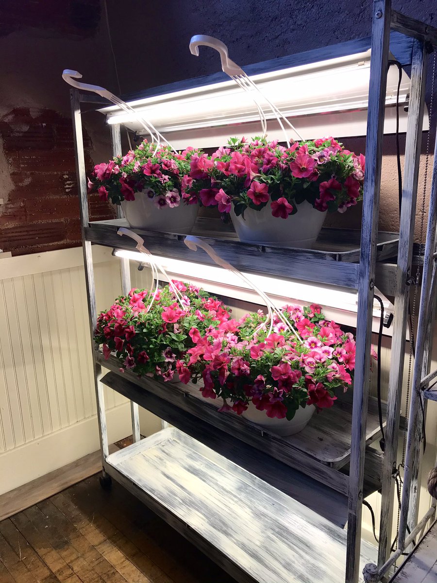 Loving these beautiful Petunia #flowers from my local garden center! Now, if I can only find time to #plant them! #spring #plants #gardening #garden #horticulture #gardendesign #homeandgarden #springflowers #gildthegarden