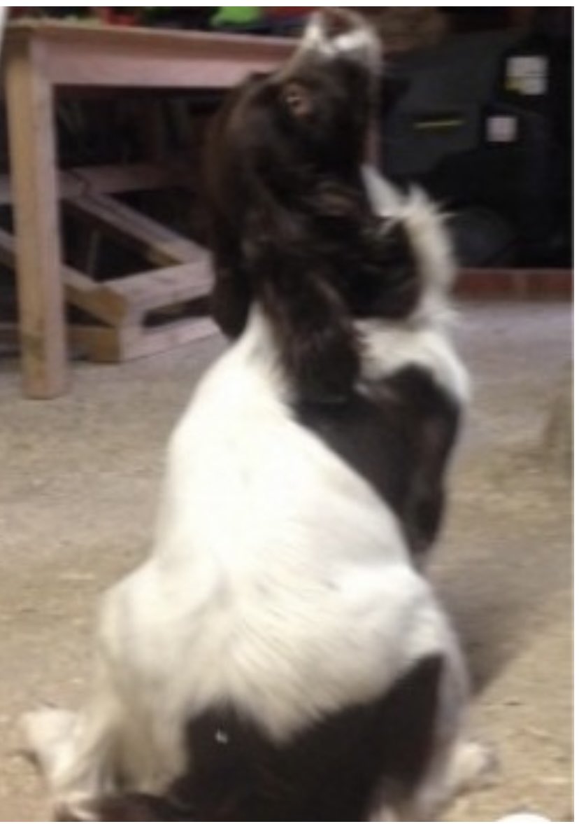 BRANDY #stolen 

10/6/20 liver&amp;white beautiful lady VERY DISTINCTIVE MARKINGS 
Someone knows where she is 

Auberies Estate, #Sudbury #SUFFOLK #CO10 

A SUBSTANTIAL REWARD FOR THE SAFE RETURN OF BRANDY &amp; DASH 

doglost.co.uk/dog-blog.php?d…