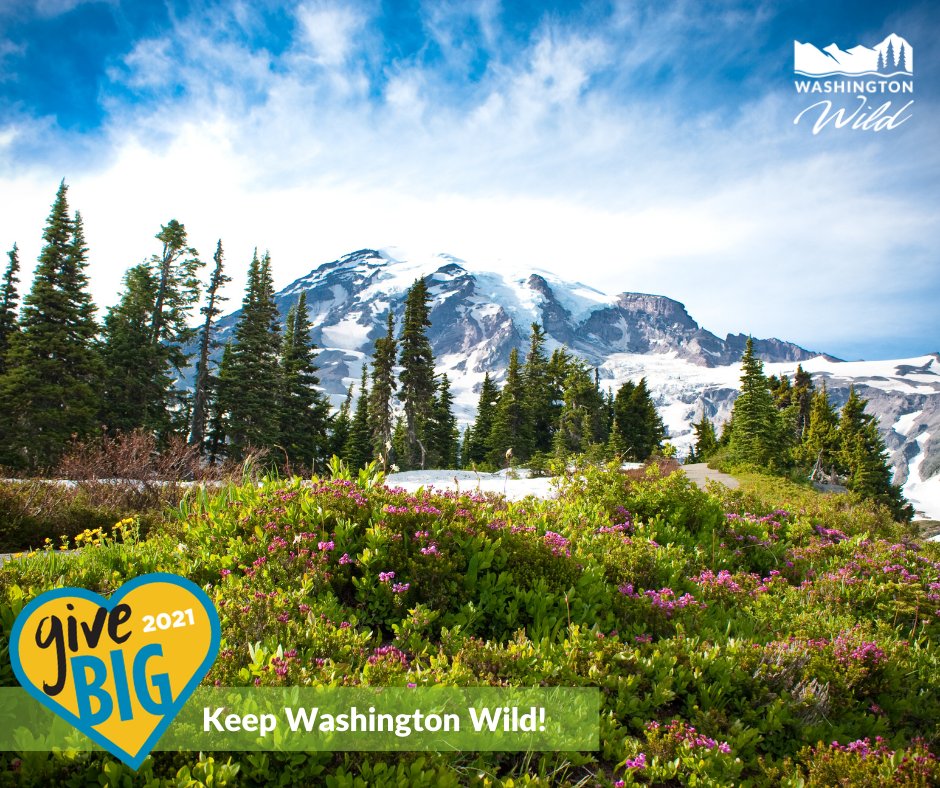 There's still time to double your donation for wild lands and waters! #GiveBIG now through midnight 👉  buff.ly/2PddyvI 💚
 #GiveBigWA #keepwashingtonwild #nonprofit