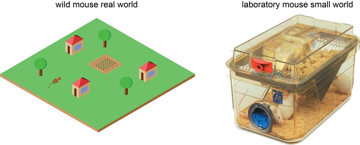 Happy to share our perspective/review article on 'Continuous automated monitoring of the homecage behavior of mice: a small world analysis' osf.io/zfqr8  with @mohajerani77 @robsutherland1 @iwhishaw via @OSFramework.