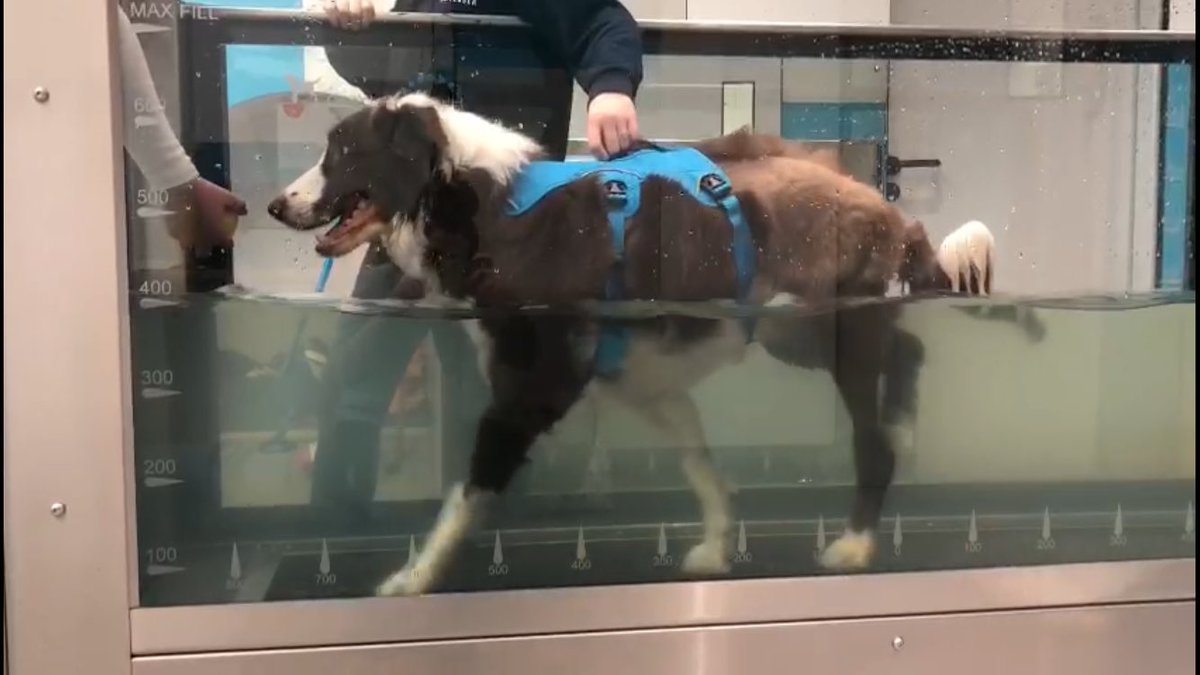 Charlie’s absolute love of tennis balls, our new hydrotherapy centre and dedicated staff put him on his road to recovery from his hip surgery