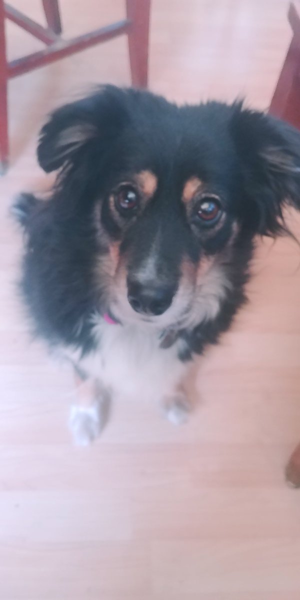 pdoglarsen's tweet photo. @kaycreigh My little Lucy here sending E-snuggles and congratulations. https://t.co/NikGwgHY0D