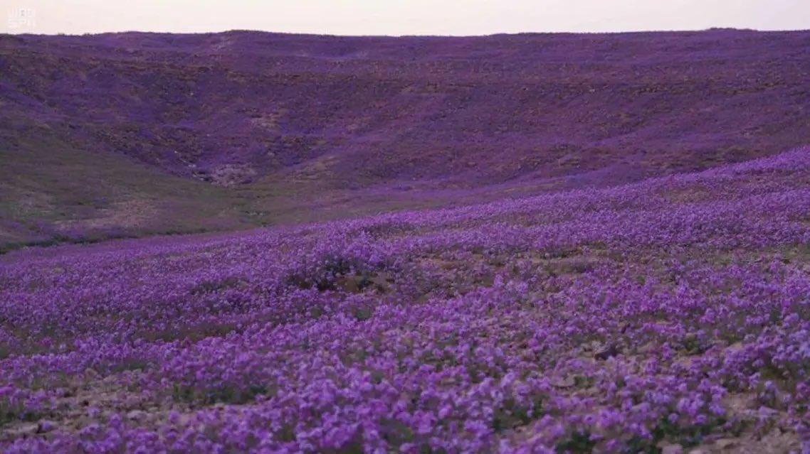 ص. (sal_z12) Twitter