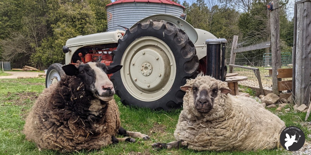 HEEFS_'s tweet photo. It's so good to have a friend that you can just sit and relax with and do nothing - Moose and Gladys 

#HEEFS #HappilyEverEstherFarmSanctuary #Moose #Gladys #rescued #FarmSanctuary #FarmedAnimalSanctuary https://t.co/tPtNLu3AAl