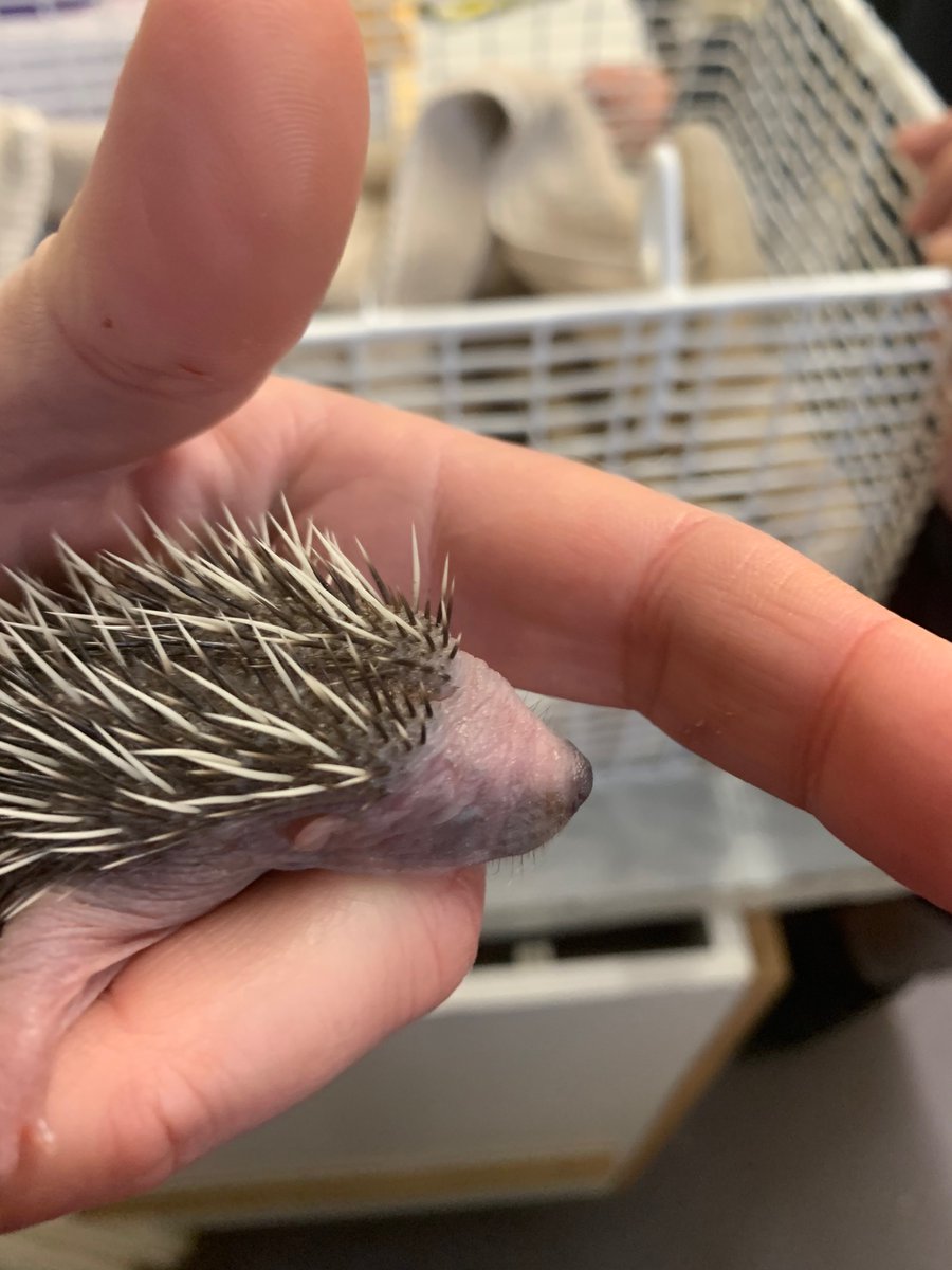 guernseyFlower's tweet photo. Oh goodness me, baby conkers or sticklebricks, you decide #BabyHedghog #Conkers #GSPCA #RescuingAnimals https://t.co/GLmCmmMrKr