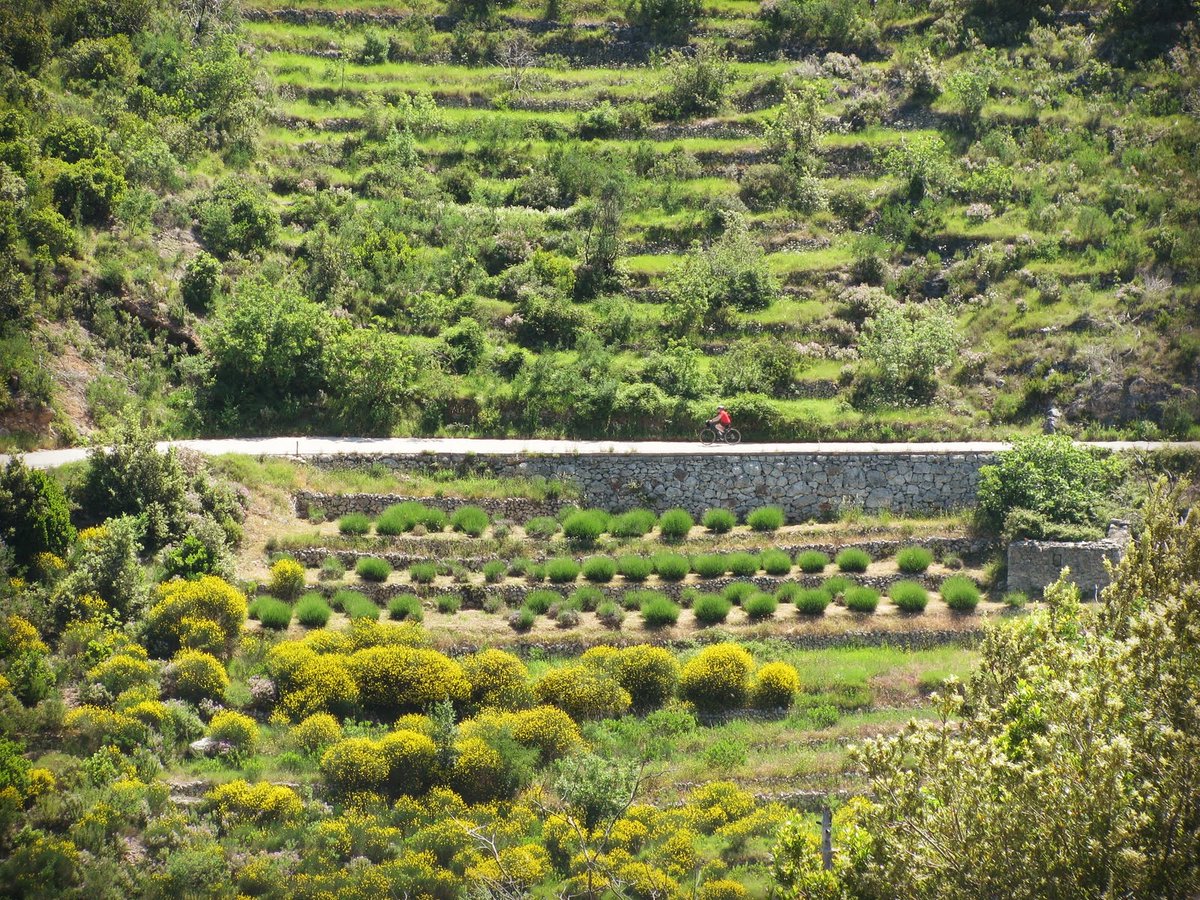 3Croatia's tweet photo. Did you know #Hvar island used to be the 8th biggest #lavander producer im the world?! 

#croatia #holidays #discover #dalmatia #hvarisland  #velograblje #lavander #visithvar #heritage #village #mediterranean #uniqueplaces #authenticexperience #travel2021 #safestayincroatia https://t.co/CSZPybUidJ