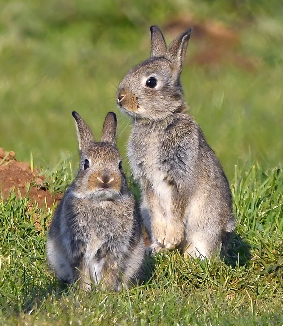 CarlBovisNature's tweet photo. Young Bunnies! 🥰 https://t.co/ZZeU3djWEZ