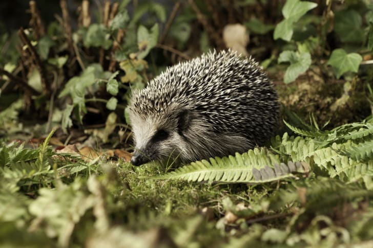  #Hedgehog fact #3A hedgehog has between 5000 and 7000 quills. Muscles along the animal's back can raise and lower the quills to respond to threatening situations. #HedgehogAwarenessWeek