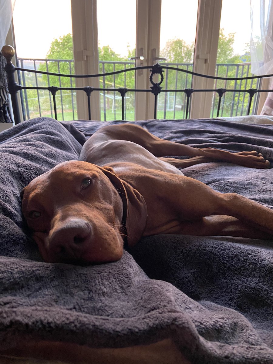 nessacarson's tweet image. This guy just popped in to check in on things ♥️ sure why would he go to his bed when he’s been hanging out whenever the mood takes him in our bedroom/my office for the last 14 months? And I’ve absolutely LOVED it!  #lockdownlife #runofthehouse #fortheloveofdogs #workingfromhome