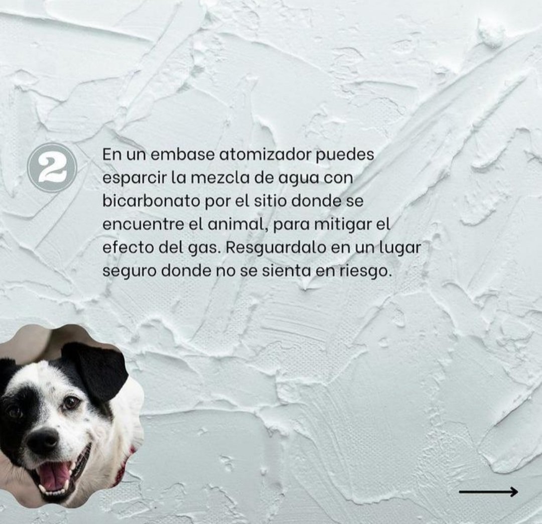 iGGUKTEEZ's tweet photo. ❗Les voy a dejar unos tips que encontré en comentarios sobre como ayudar a los perritos en las manifestaciones ❗recuerden que ellos están en medio de una lucha que no conocen, sienten miedo y necesitan ayuda también. https://t.co/CHi4MrpaBe
