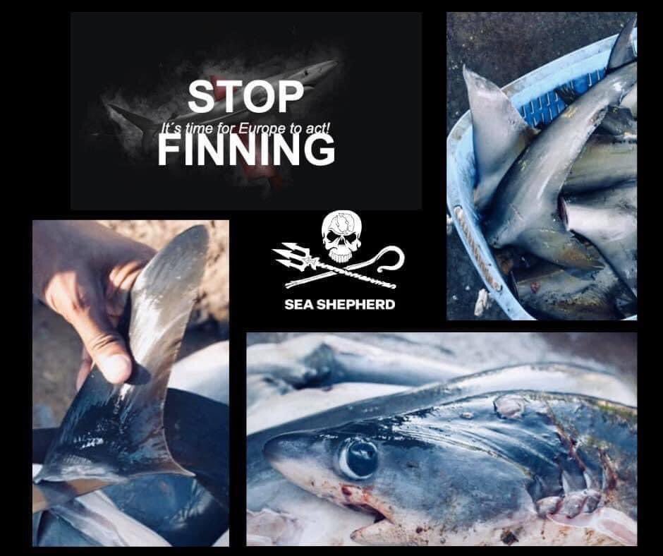 CnathDreamer's tweet photo. Mettons fin au commerce d’ailerons de requins dans l’Union Européenne. Signez la pétition !!! Plus d’informations sur l’initiative ici : https://t.co/qcGFdgykmw 🦈💙 #StopFinning #SaveShark #SeaShepherd https://t.co/0zdvdo0l3i