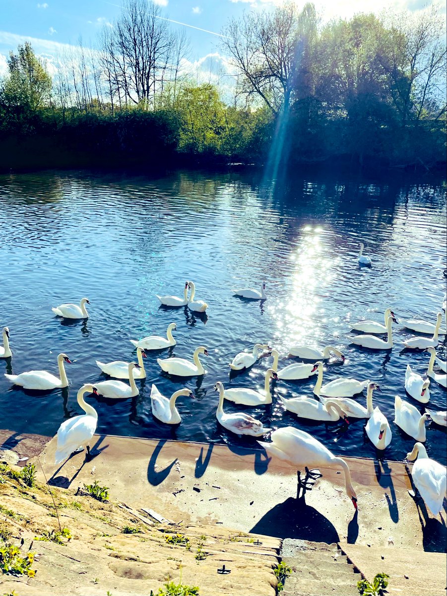 Out in the sun ☀️ for our @RunningMrJones’s #PheonixRun to see the beautiful swans 🦢

We love our #SwanSanctuary❤️

#MentalHealthAwarenessMonth
#MercerActive #GetOutside #MentalHealthMatters  #OneTeam  #MentalHealth  #TogetherStronger #Community #Art #TeamRMJ #NaturePhotography