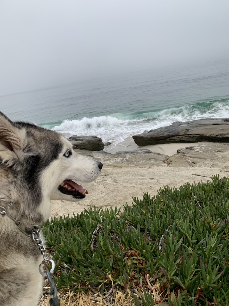 10k with this companion and others running to raise awareness for #MMIW - today is now officially the National Day of Awareness for Missing &amp; Murdered Indigenous Persons 5/5/21 <a href="/ventureactivist/">Adventure Activist</a>