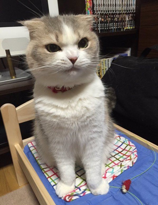 Why you should have a cat tweet media