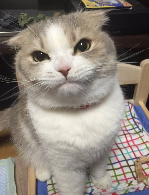 Why you should have a cat tweet media