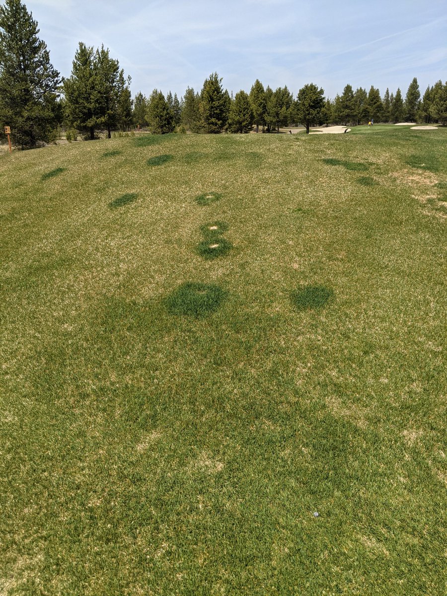 The elk always tell me when my spring fert app is due.