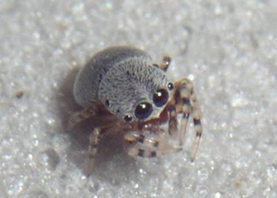 TimidSpider's tweet image. A salido de su nido y se muere de hambre espera atrapar algo con sus nueva trampas