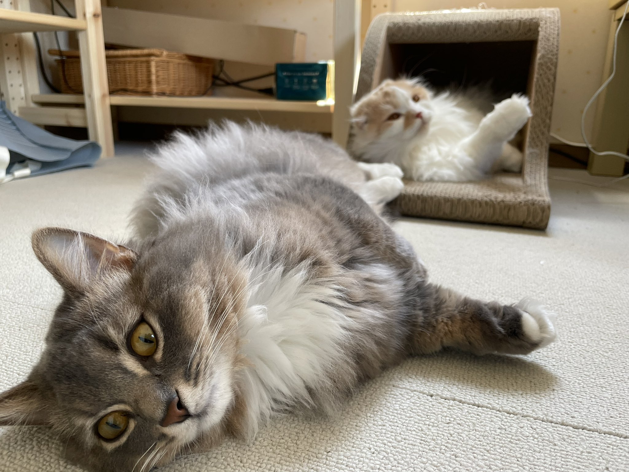 ねこさらだ もふもふコンビは今日もゴロゴロ過ごしてます 笑 はるくん そらじろう もふもふ だらだら リラックス 可愛いねこ ねこ大好き 猫好きさんと繋がりたい 猫のいる暮らし スコティッシュフォールド マンチカン T Co W80dfxcugl