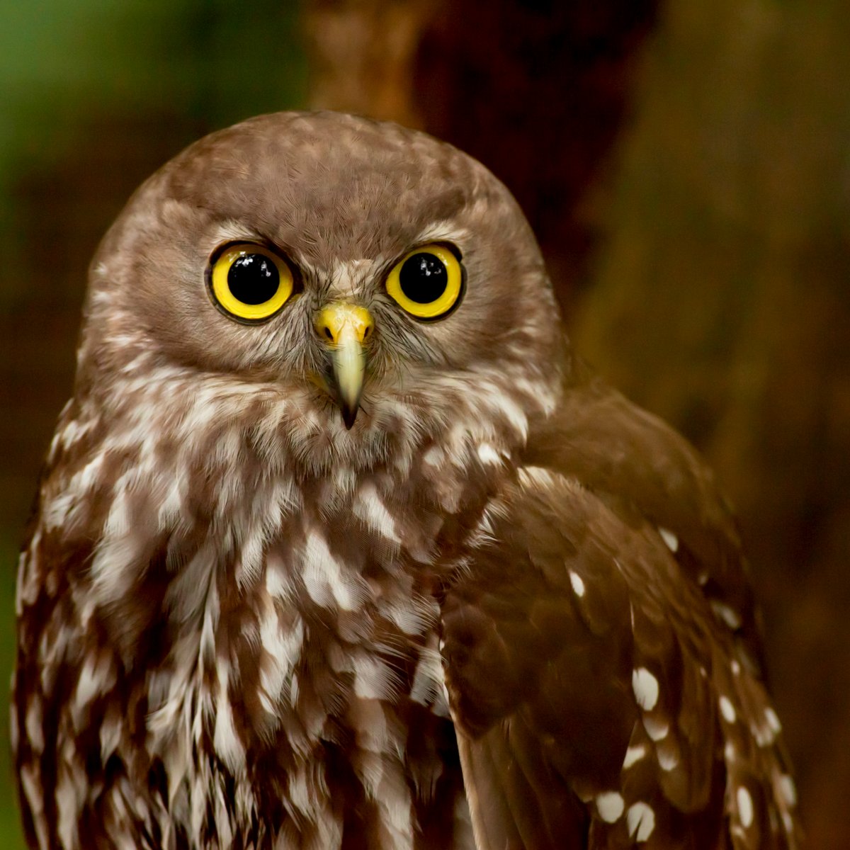 ReptileEnc's tweet image. Barking Owl Mothers are pretty special, especially since there are less than 50 left in Victoria. 

Make a pledge this #MothersDay to purchase recycled toilet paper (we recommend @WhoGivesACrapTP), use reusable coffee cups and shopping bags!!