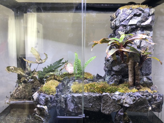 杉本いぐち イモリとヤモリ Lee Brazil Twilog