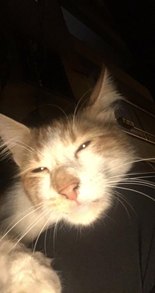 -Uyumuyosun dimi canım
+Tavuklar uyur bu saatte anlat dinliyorum seni