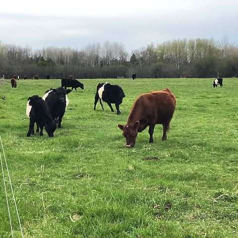Happy cows back on pasture, plus it's time to place your orders! - mailchi.mp/6d109f5b6783/f…