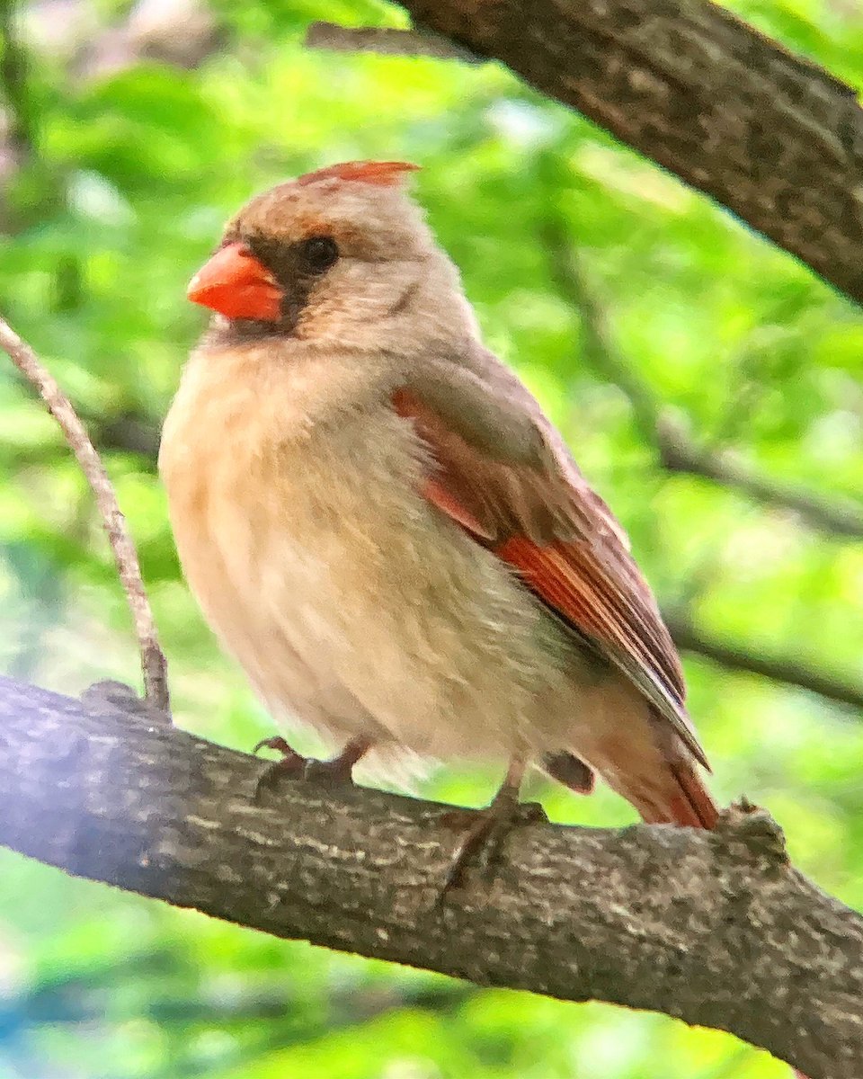 Dreary day for birding, but this female Cardinal seemed to be enjoying herself!

#northerncardinal #shittyiphonebirding #upstatenewyork #ashokanreservoir #birds #birding #birdphotography #birdwatching #photography #shotoniphone